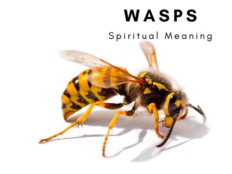 The Spiritual Significance of a Cat Being Stung by Wasps in a Dream